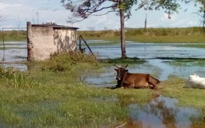 Heavier than normal rainy season.