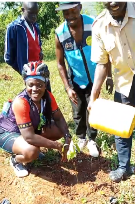 Planting saplings